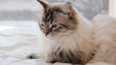 Grooming Maine Coon Cats