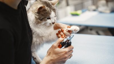 Nail Trimming of cats