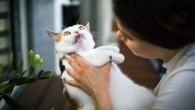 Brushing Tips Maine Coon Cats