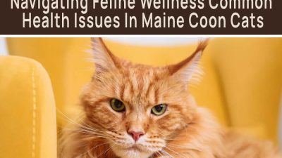 Health Issues in Maine Coon Cats