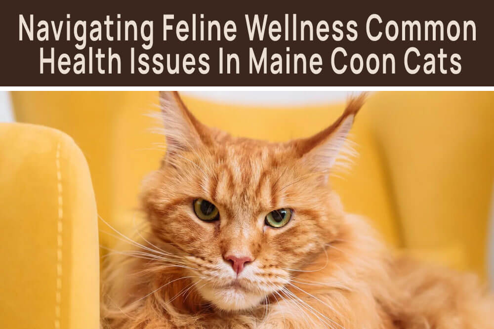 Health Issues in Maine Coon Cats