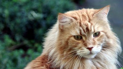 Maine Coon cat urinary tract health