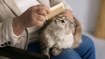 Brush a Maine Coon Cat