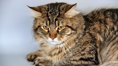 Maine Coon Cat Aging and Longevity