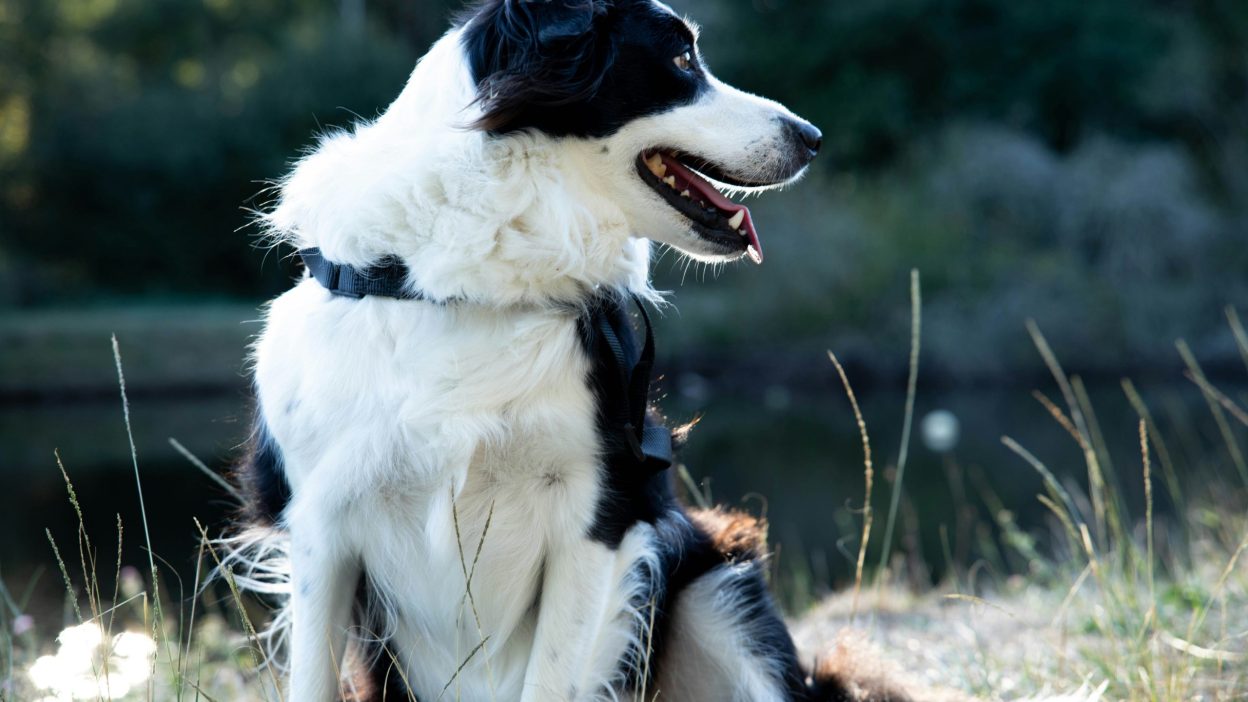 White Bernese Mountain Dog