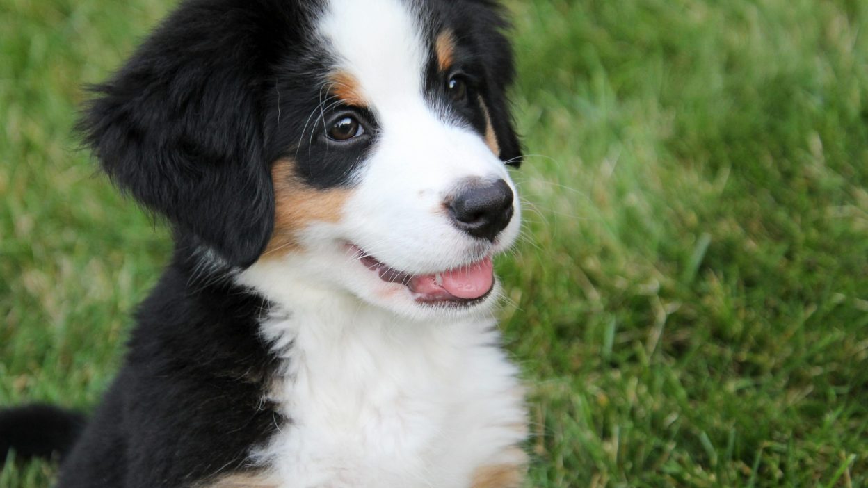 Mountain Bernese Dog