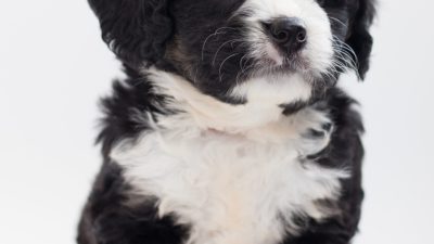 Mountain Dog Puppies in Washington