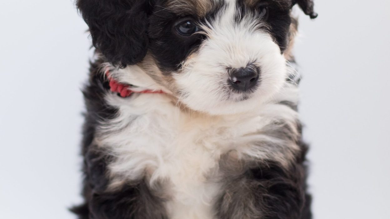 Bernese Mountain Dog Puppy Cost