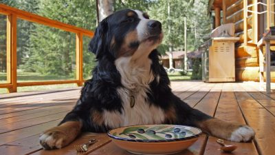 Best Food for Bernese Mountain