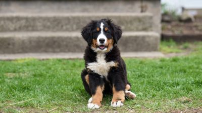 Bernese Mountain Dog Shedding