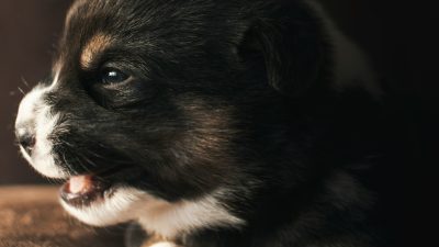 Bernese Mountain Dog Puppies in Iowa