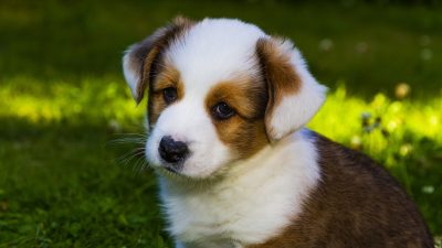 Bernese Mountain Dog Great Pyrenees mix Puppy