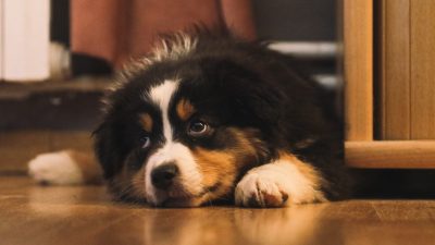 Bernese Mountain Dog Puppies in Indiana