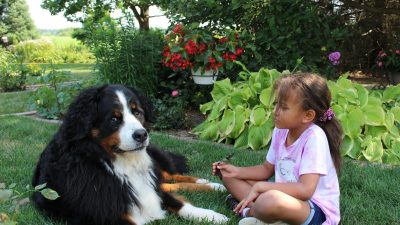 Bernese Mountain Dog Pitbull Mix Puppy