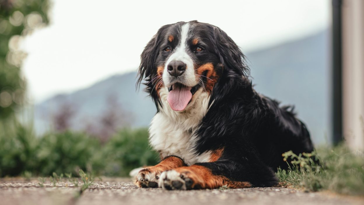 Cost of Feeding a Bernese Mountain Dog