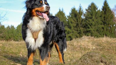 Bernese Mountain Dog size