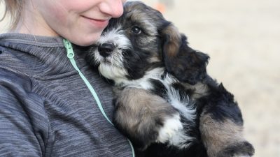 Bernese Mountain Dog Puppies in Texas