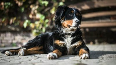 bernese mountain dog