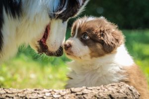 Bernese Mountain Dog Australian Shepherd Mix Puppies