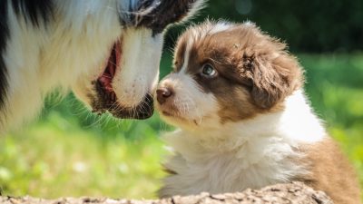 Bernese Mountain Dog Australian Shepherd Mix Puppies