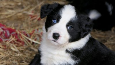 Mini Bernese Mountain Dogs