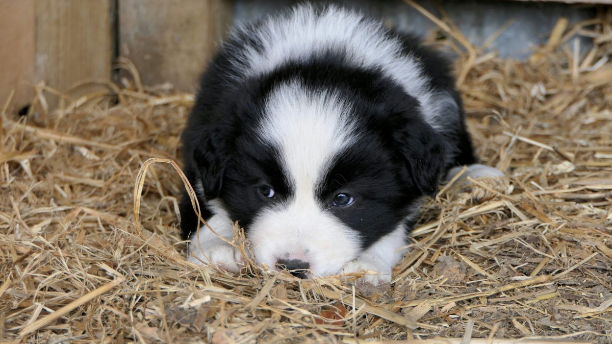 Miniature Bernese Mountain Dog Puppies