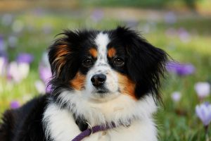 Bernese Mountain Dog Lifespan