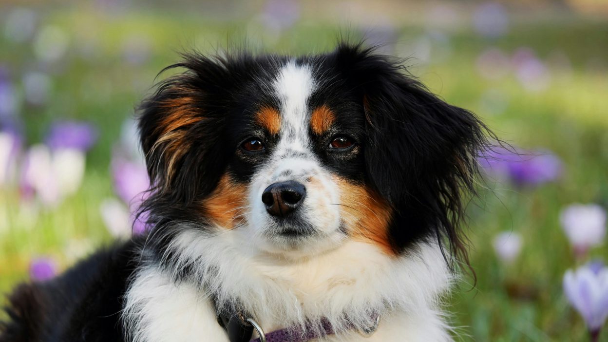 Bernese Mountain Dog