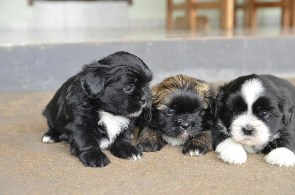 Bernese Mountain Dog Puppies in Indiana