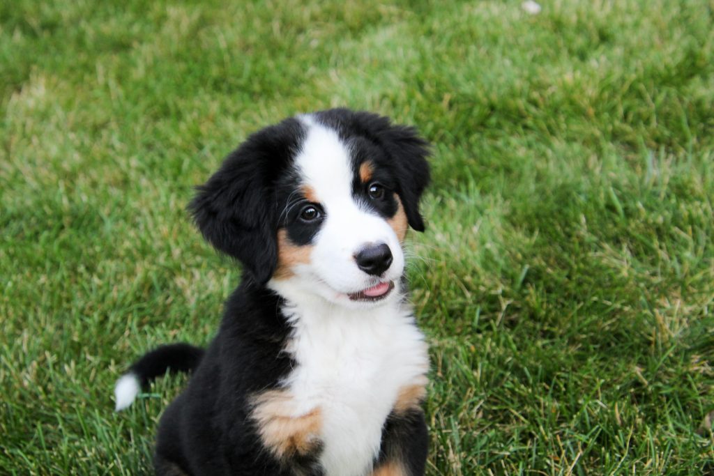 Bernese Mountain Dog Puppies in Iowa