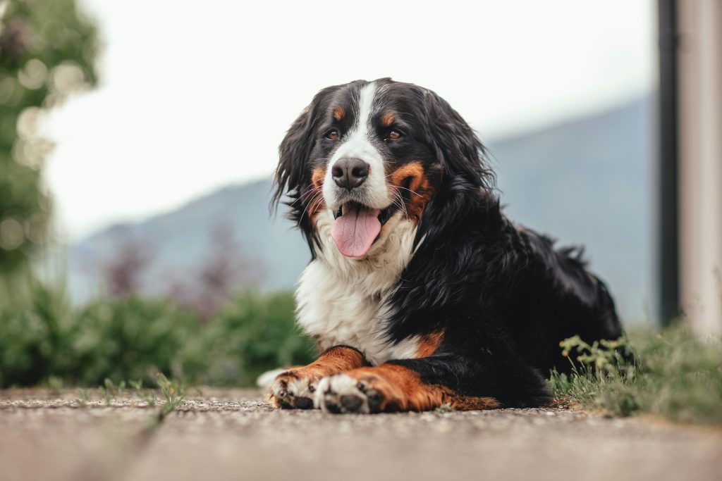 Bernese Mountain Dog