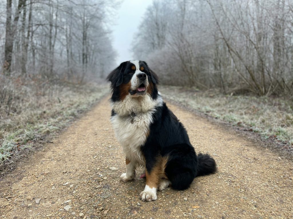 Bernese Mountain Dog Weight