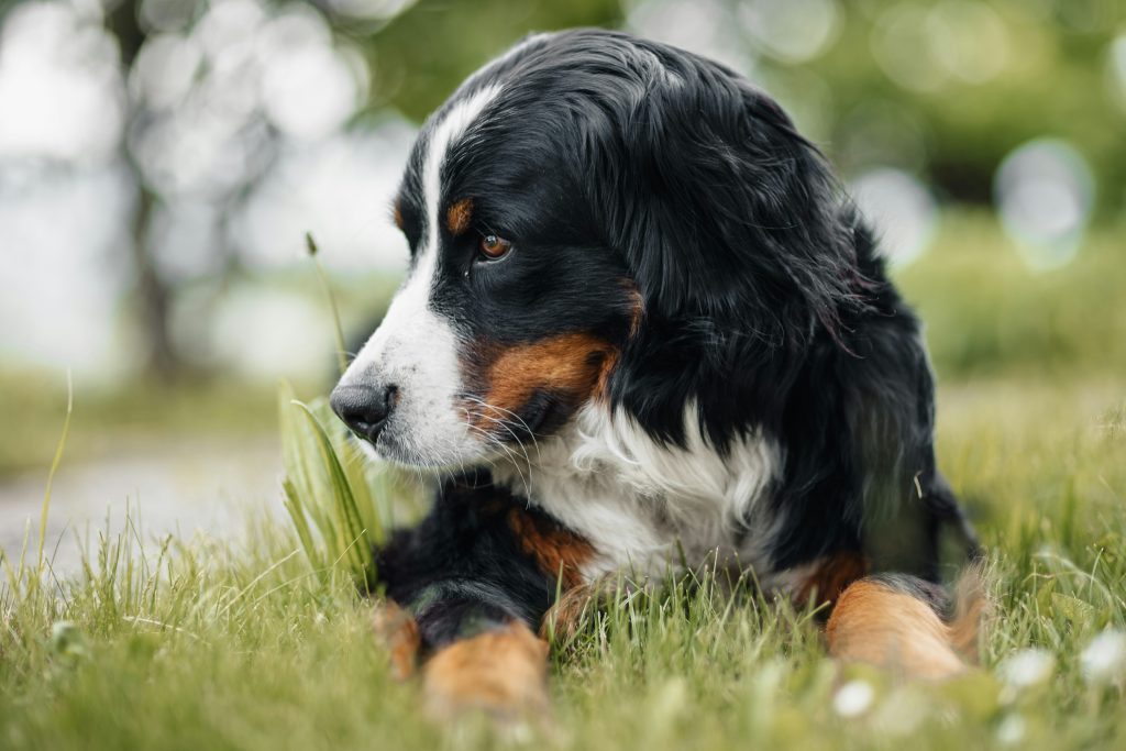 Best Food for Bernese Mountain