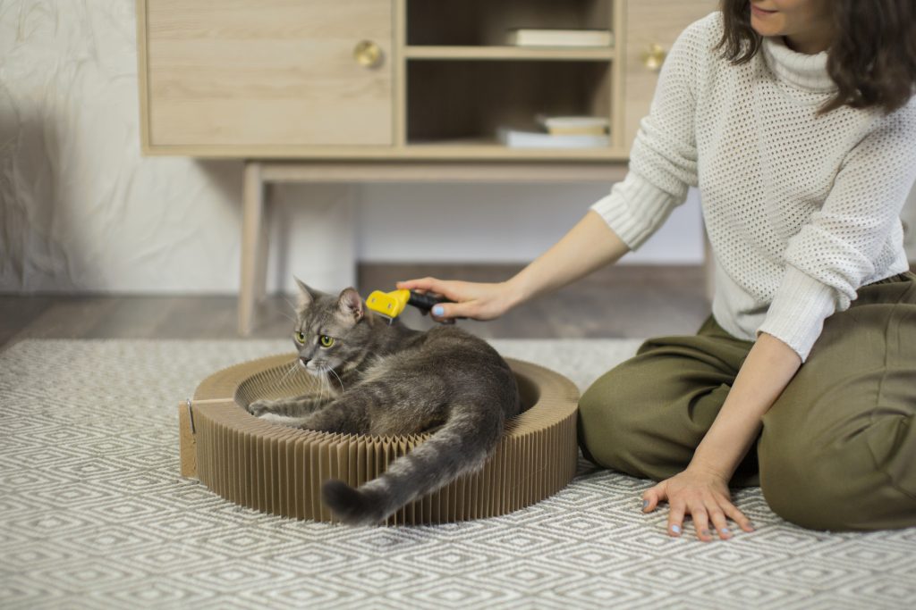 Brush a Maine Coon Cat