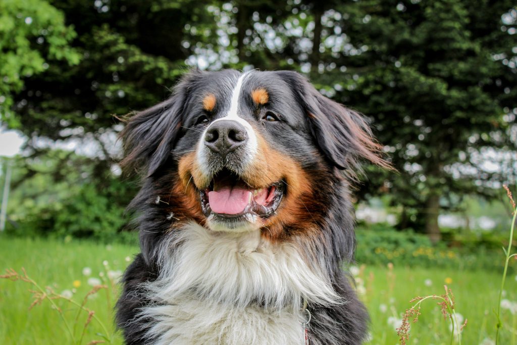 1 cost of feeding a bernese mountain dog7488