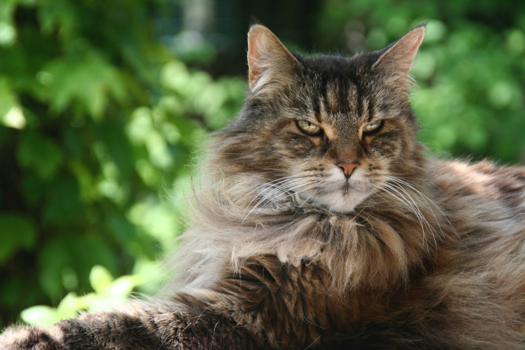 Health Issues in Maine Coon Cats 