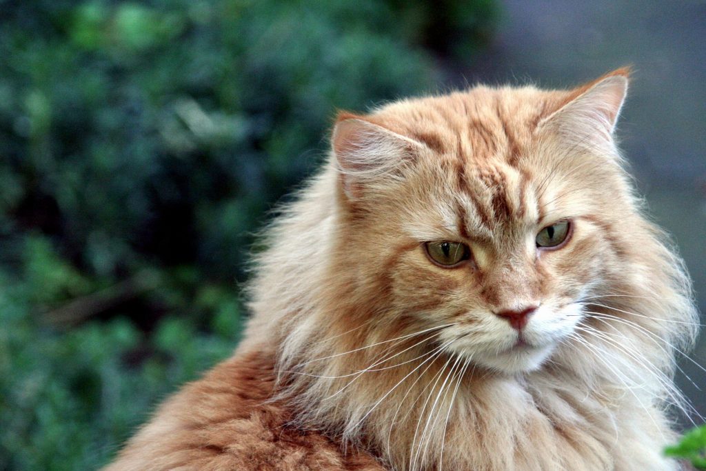 Maine Coon Cat Personality Traits 