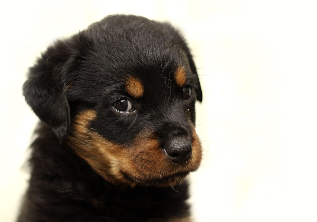 Miniature Bernese Mountain Dog Puppies