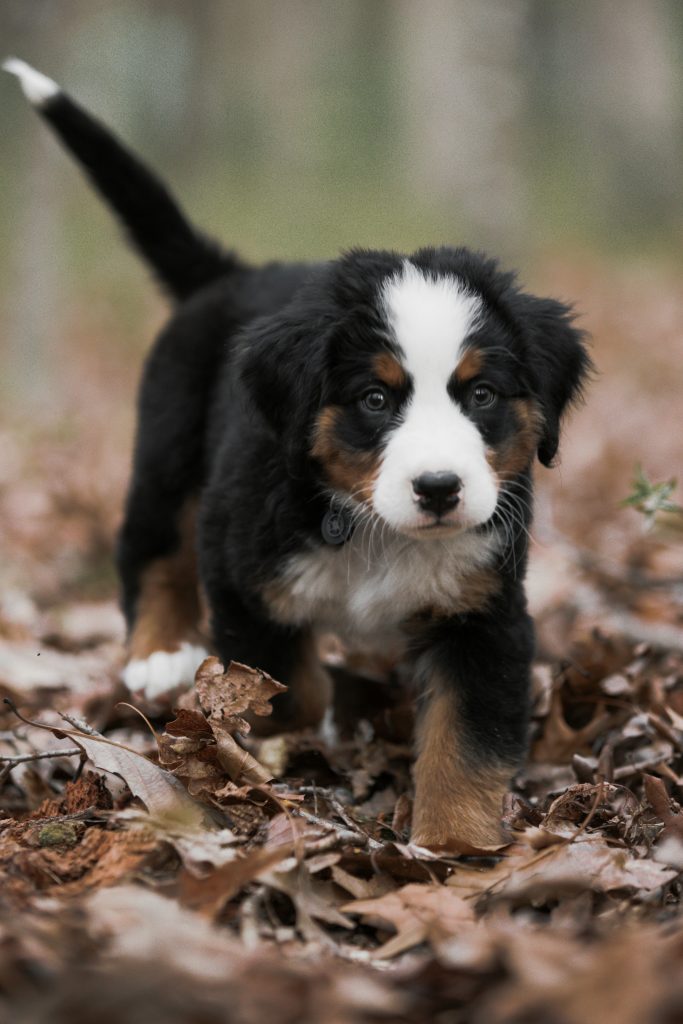 Mountain Bernese Dog