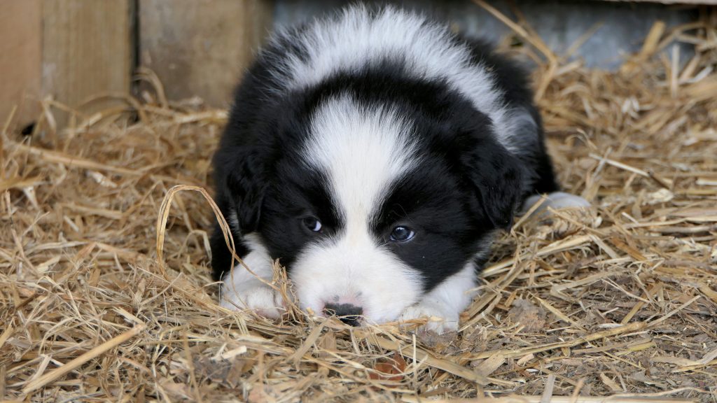 Bernese Mountain Dog Puppies in Indiana