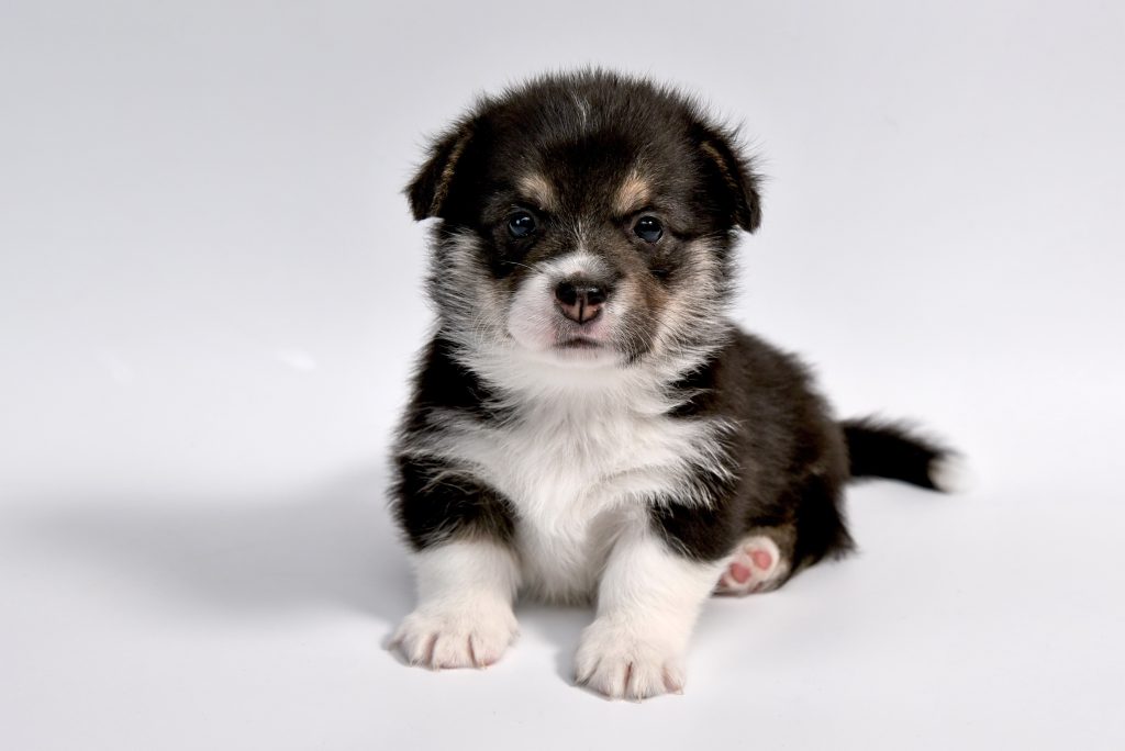 Bernese Mountain Dog Puppy Cost