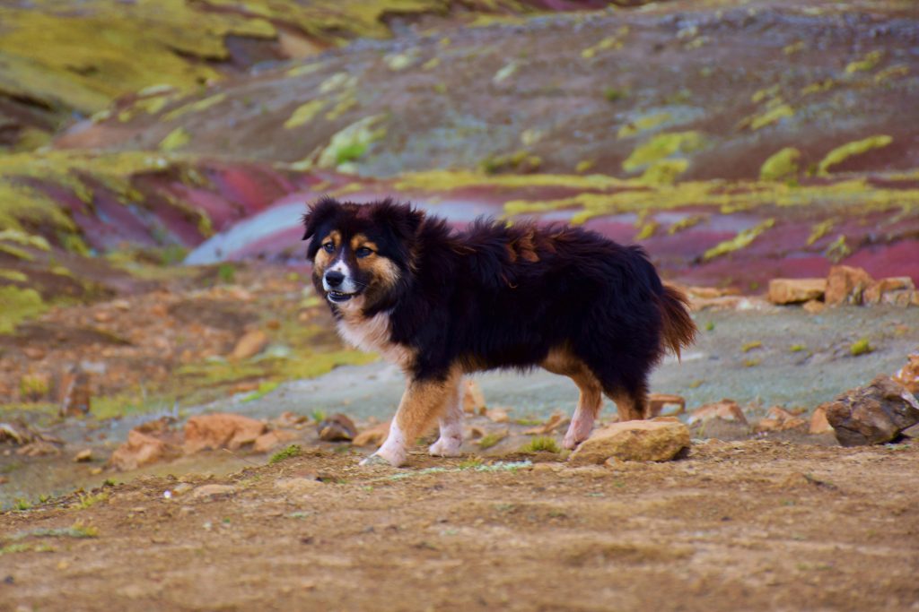 Bernese Mountain Dog