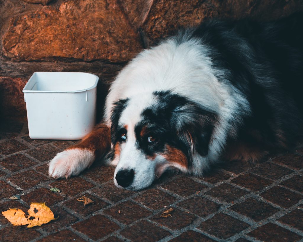 Best Food for Bernese Mountain