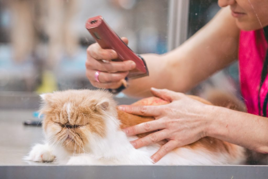 Brush a Maine Coon Cat