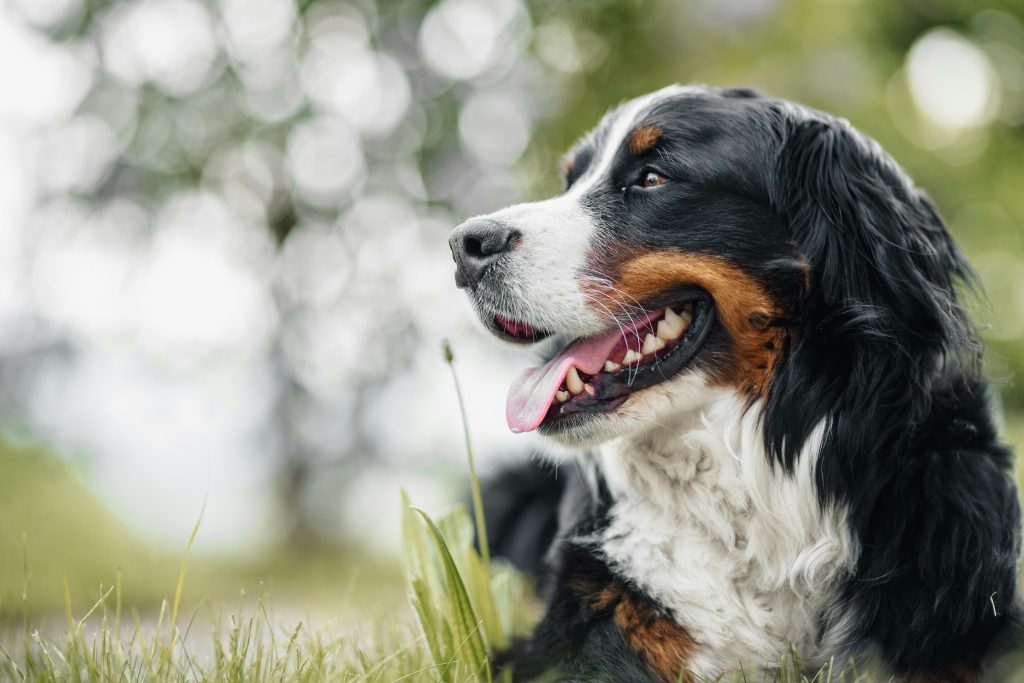 Cost of Feeding a Bernese Mountain Dog