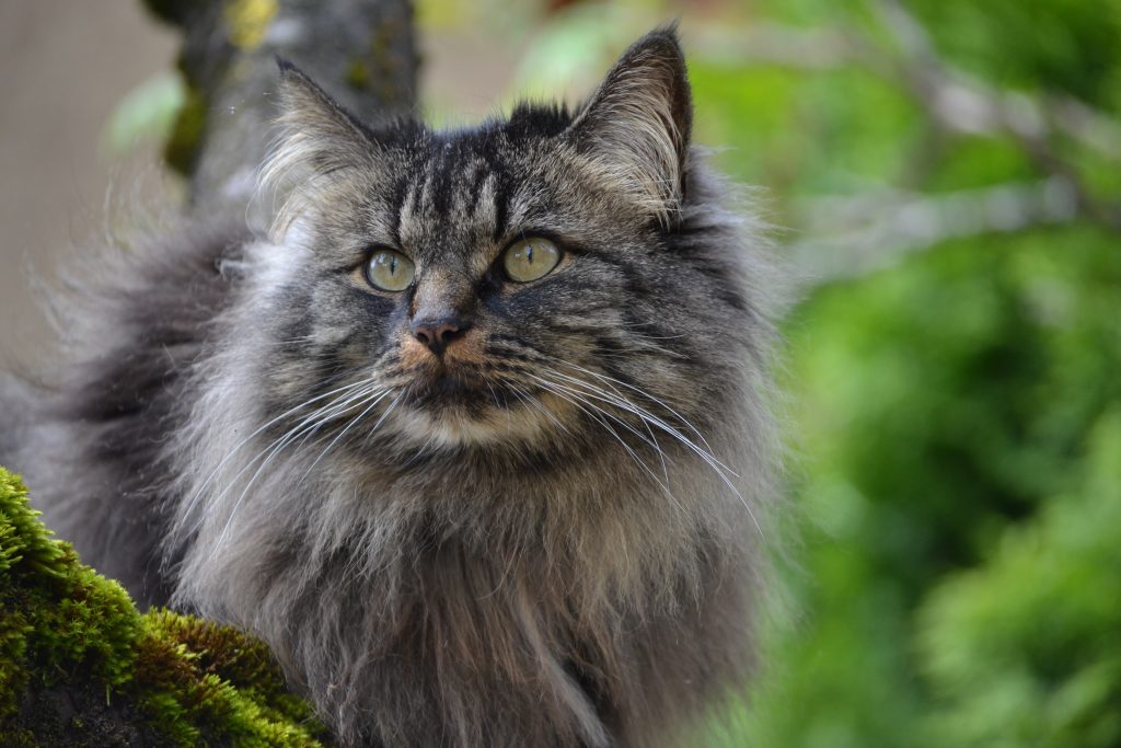 Health Issues in Maine Coon Cats 