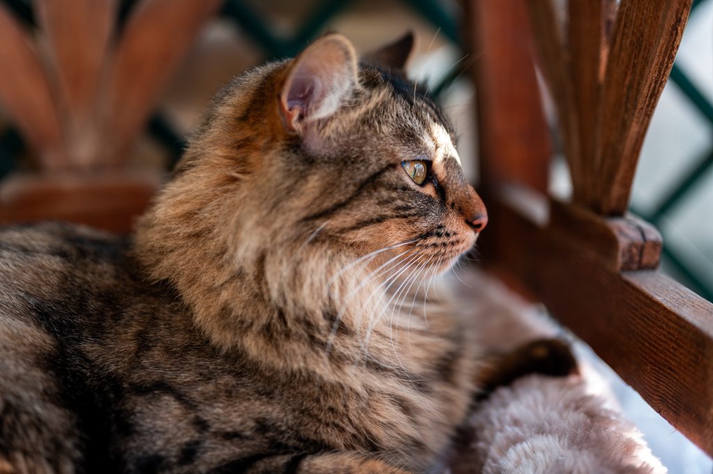 Maine Coon Cat Personality Traits 