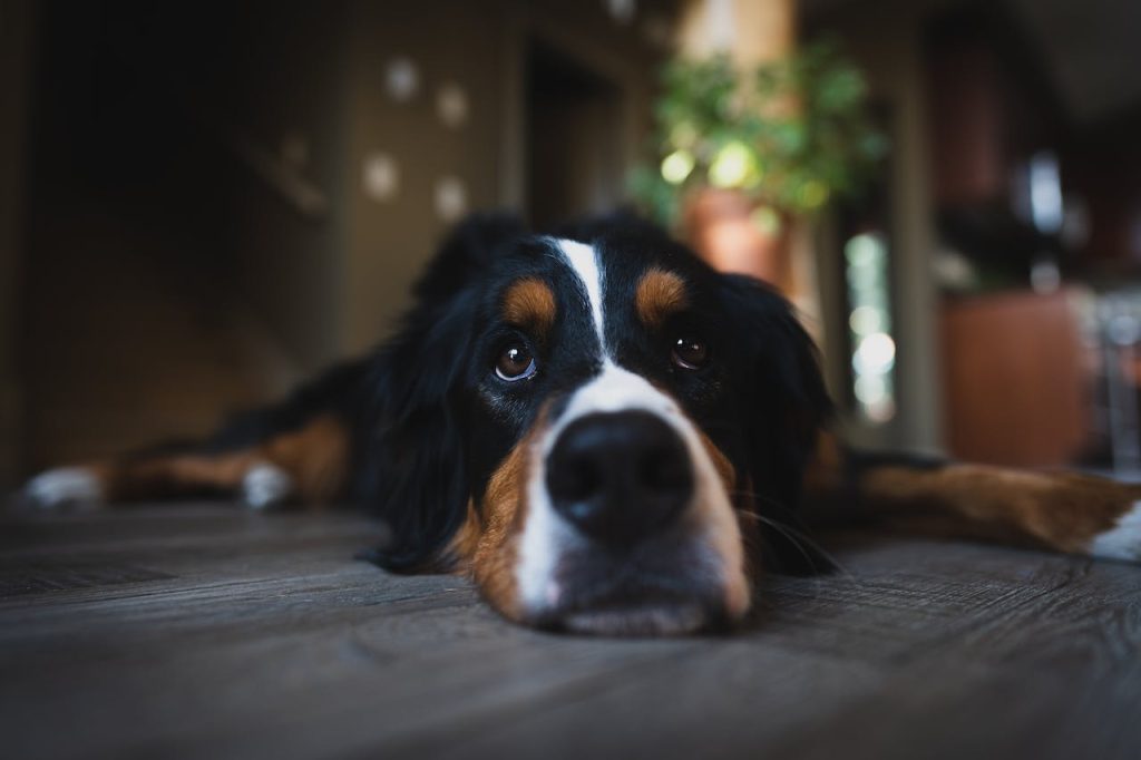 4 mini mountain bernese dogs7267