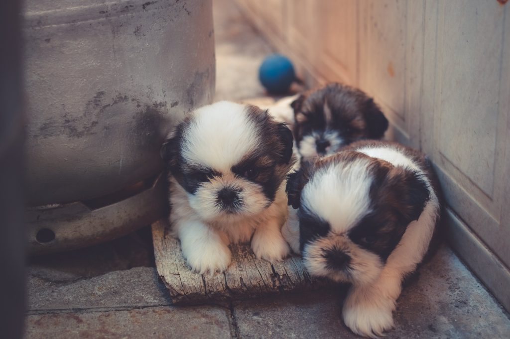 Bernese Mountain Dog Puppies in Indiana