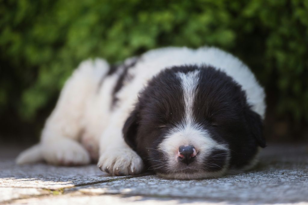 Bernese Mountain Dog Puppies in Iowa